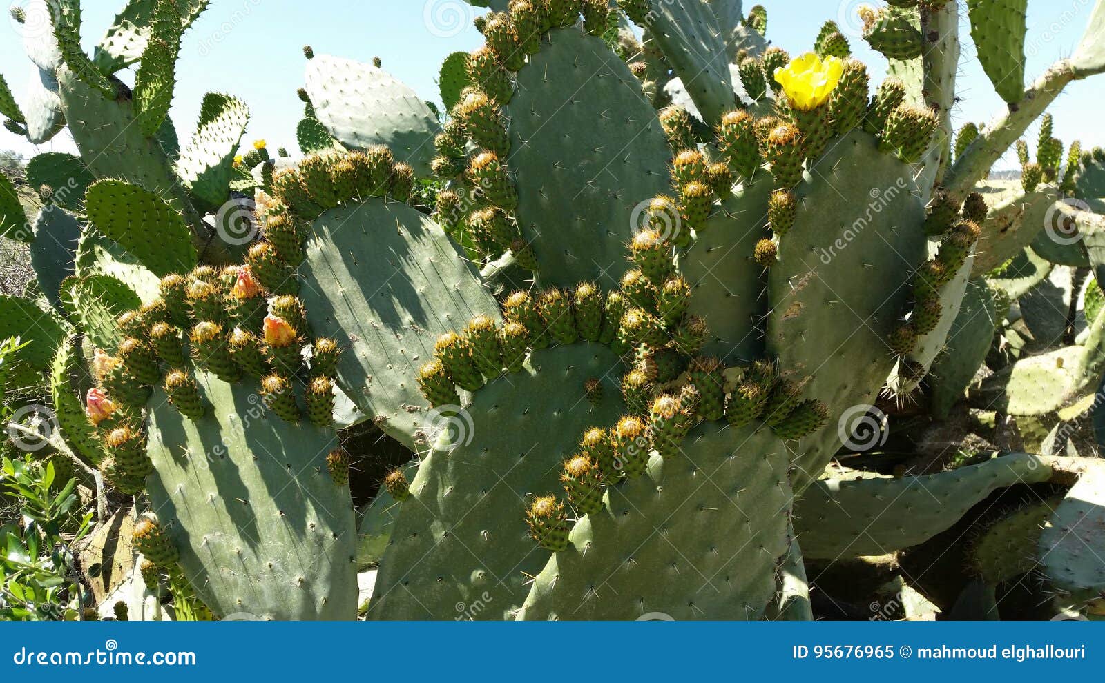 cactus morocco indian fig opuntia barbary fig