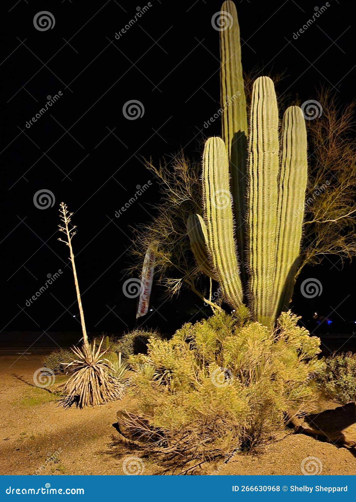 Cactus Native To Apache Junction Az Stock Photo Image of tree, apache