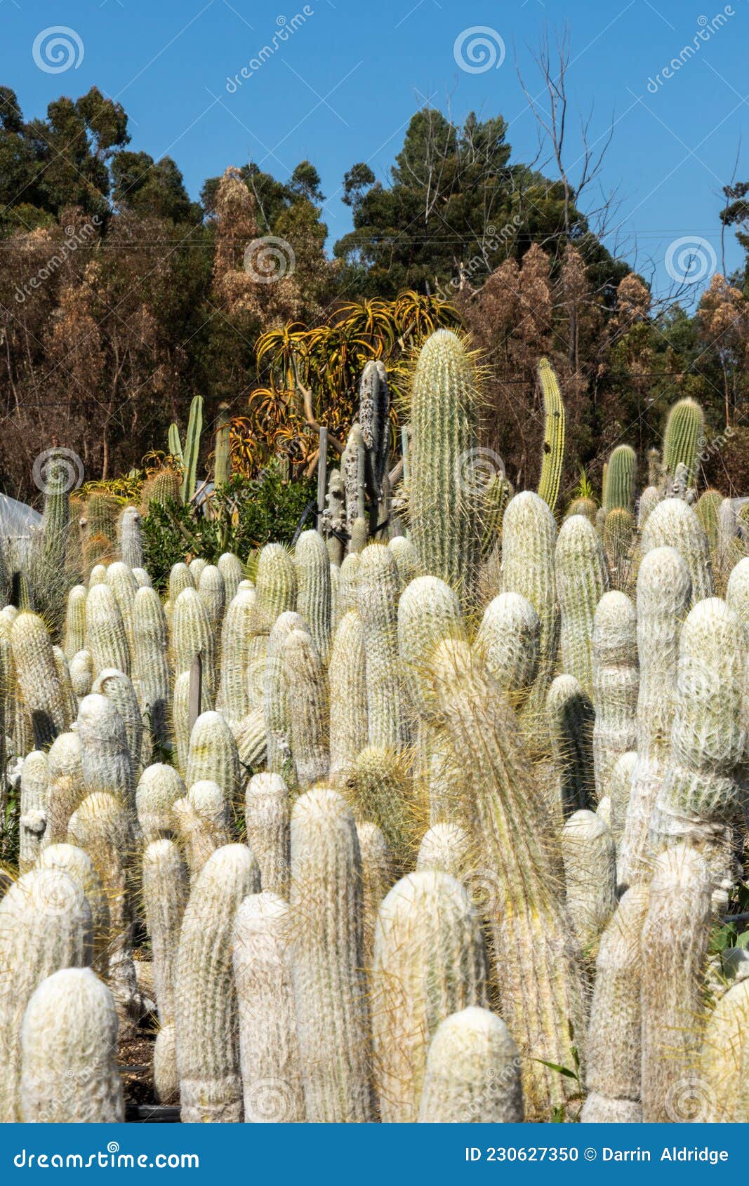 Cactus Nursery Furry, Hairy, and Soft? Vertical Shot Stock Photo