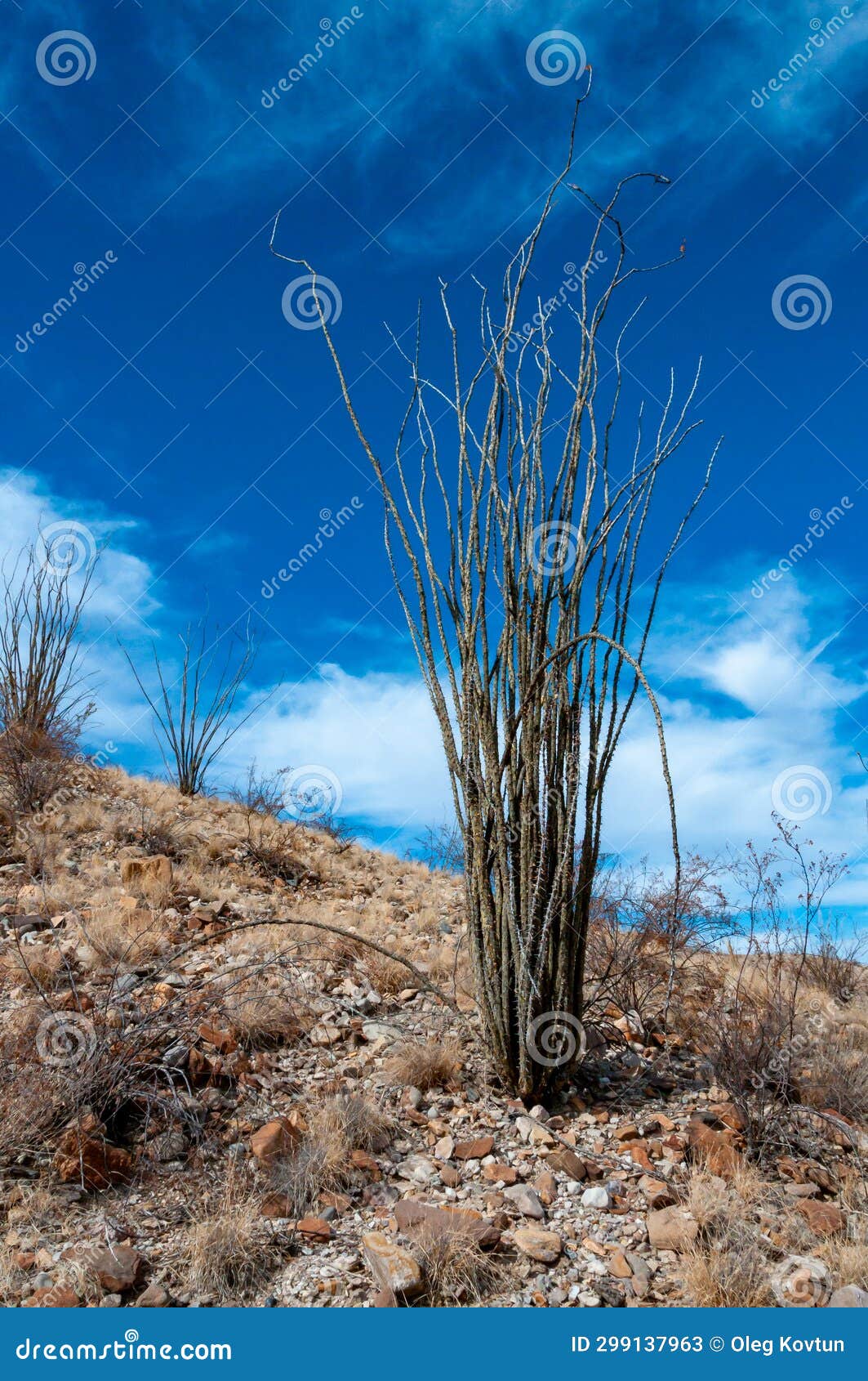 cactus ocotillo plant (fouquieria splendens) in the chihuahuan desert