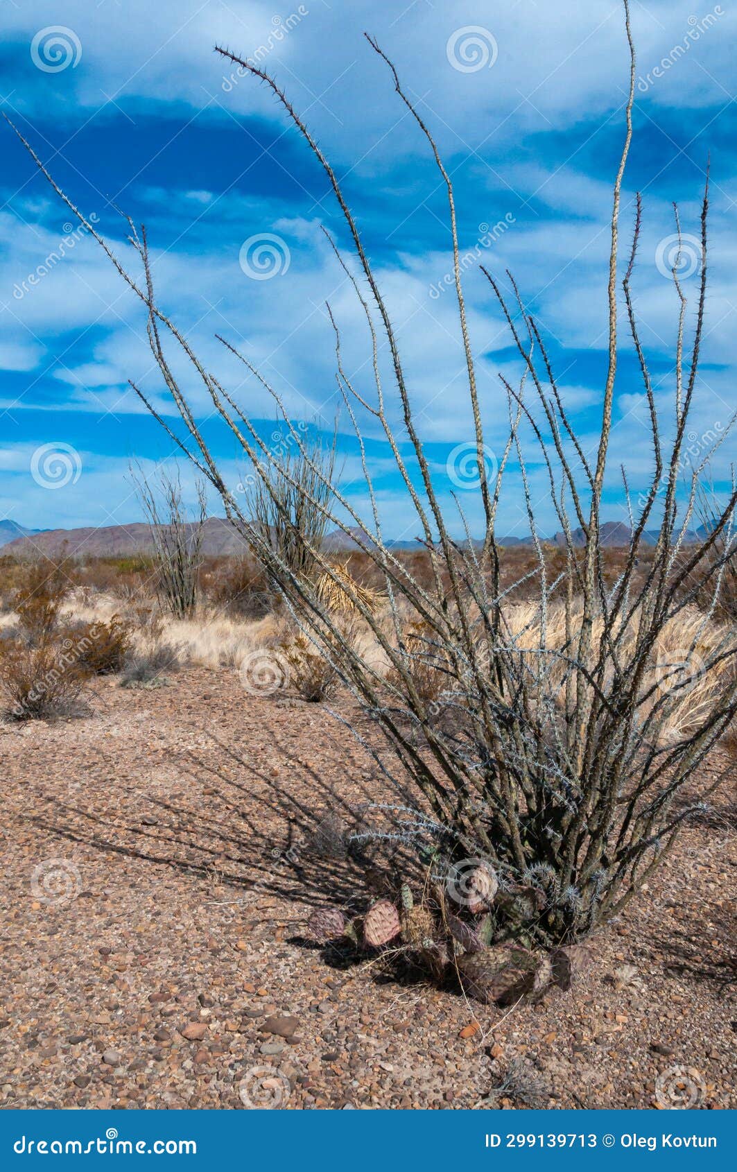 cactus ocotillo plant (fouquieria splendens) in the chihuahuan desert