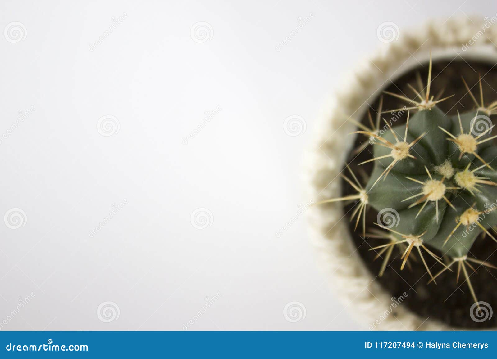 Cactus On Office Desk With White Space Stock Photo Image Of
