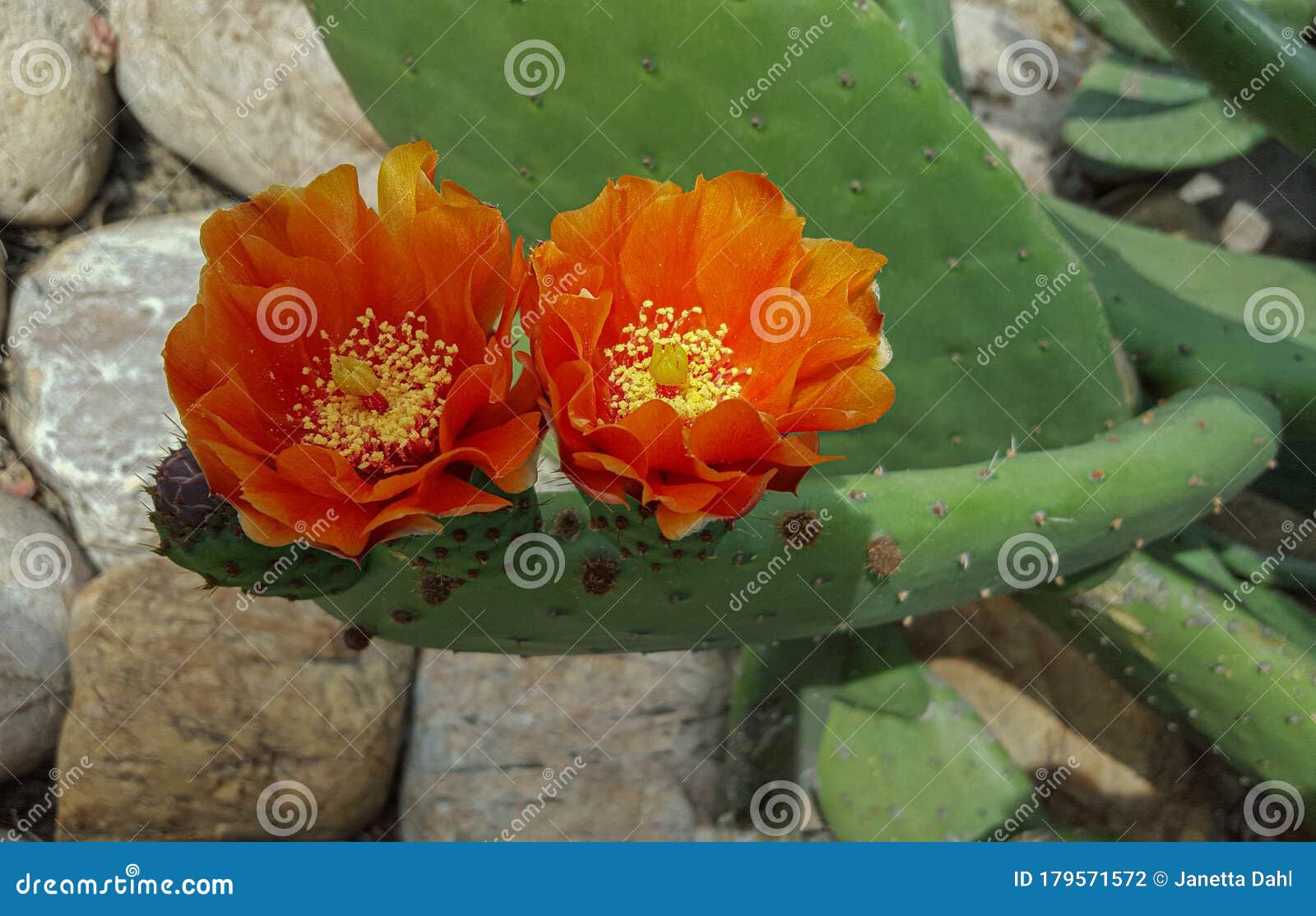 Cactus Opuntia Flores Cor De Laranja Picante Foto Fechada. Foto de Stock -  Imagem de alaranjado, folhas: 179571572