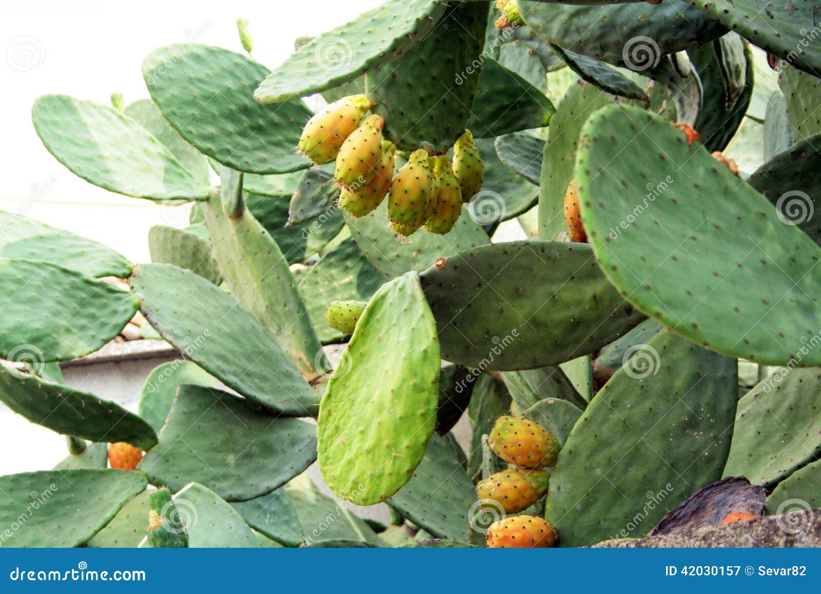 Cactus, Opuntia, Prickly Pear Stock Image Image of sicilian, food