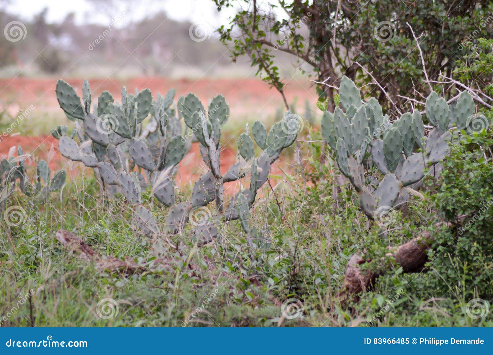 Cactus Opuntia which stock image. Image of home, nature 83966485