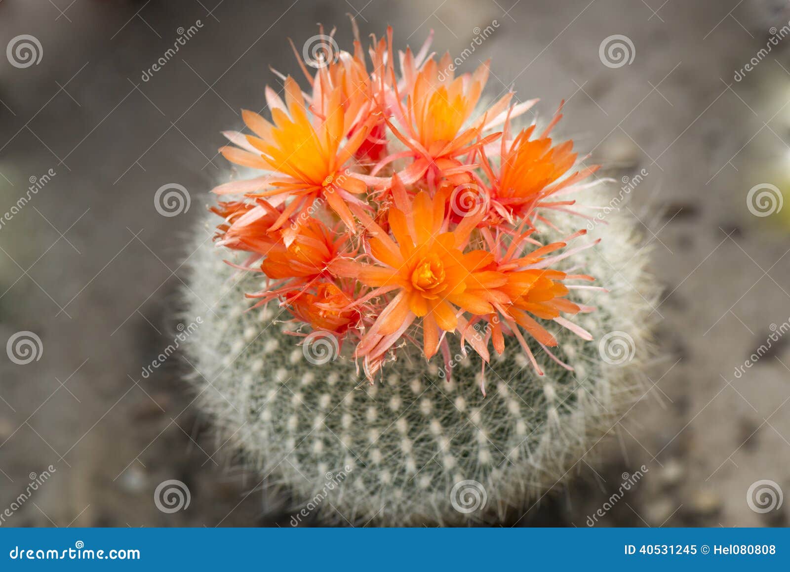 Cactus Orange Blooms, Cactus with Blooming Orange Crown Stock Image