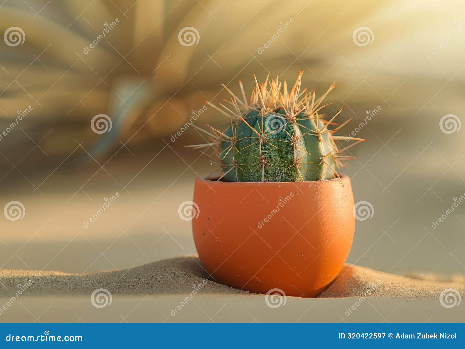 cactus in orange pot on sandy surface