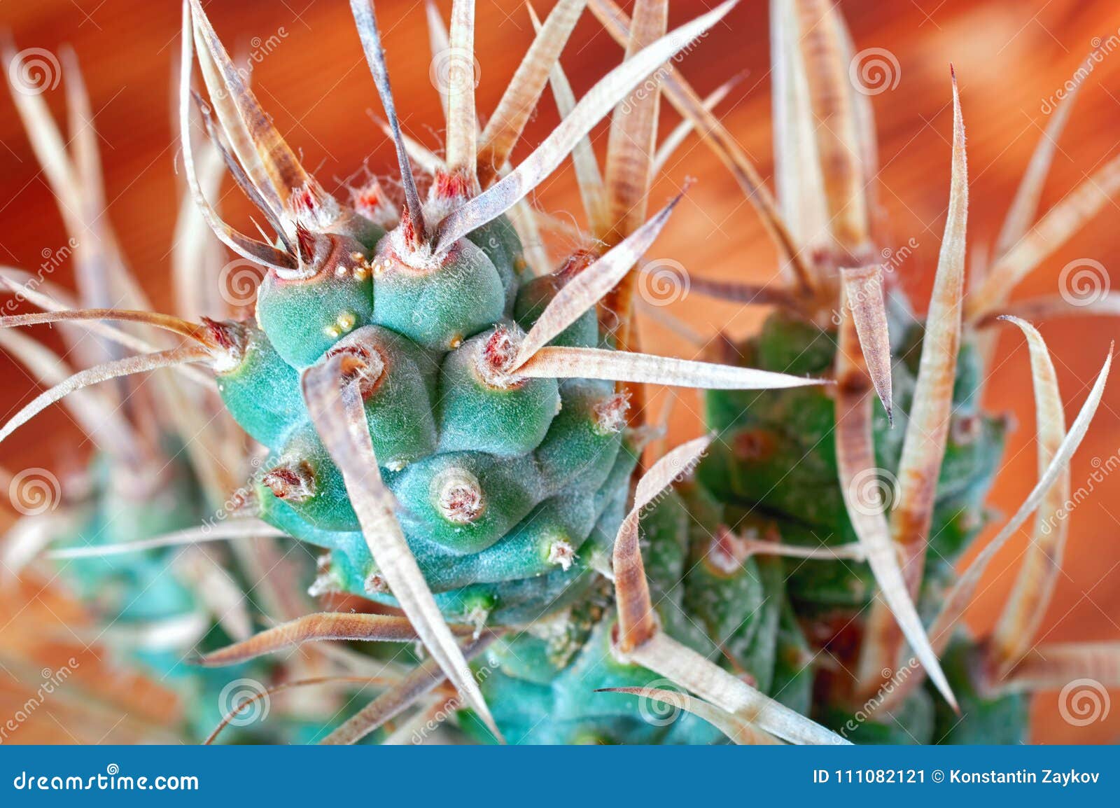 cactus with paper-like spines, close-up. unusual cactus tephrocactus articulatus.