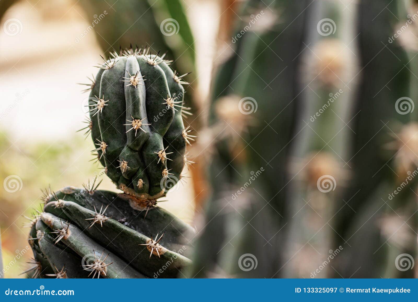Cactus with Dangerous of Thorns Stock Image Image of blooming, desert