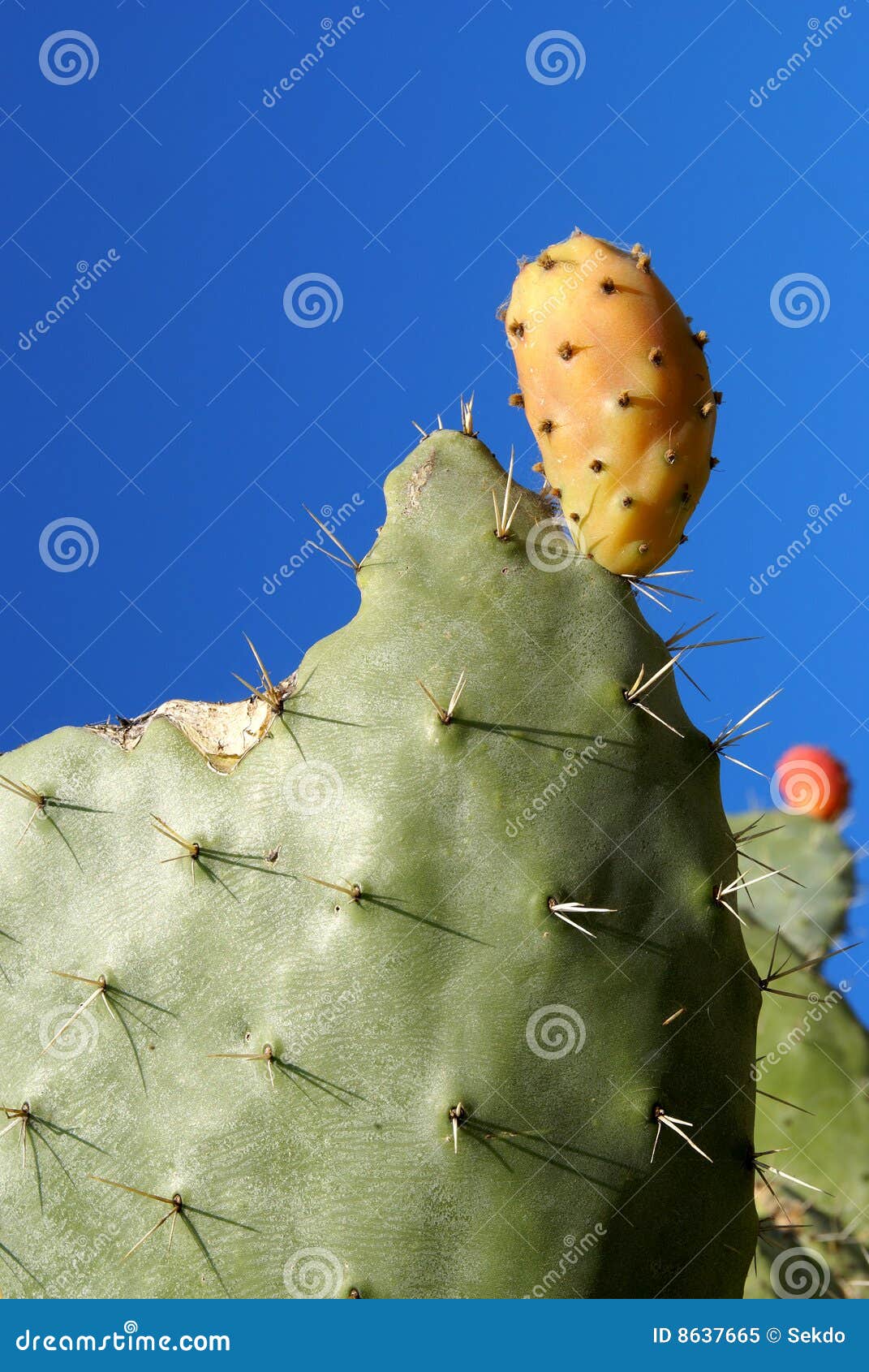 Cactus pear of sardinia stock image. Image of succulent 8637665