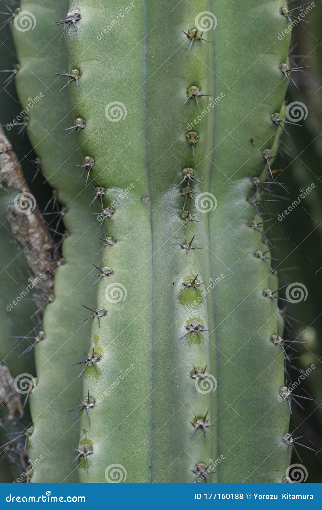 20,20 Cereus Cactus Photos   Free & Royalty Free Stock Photos from ...