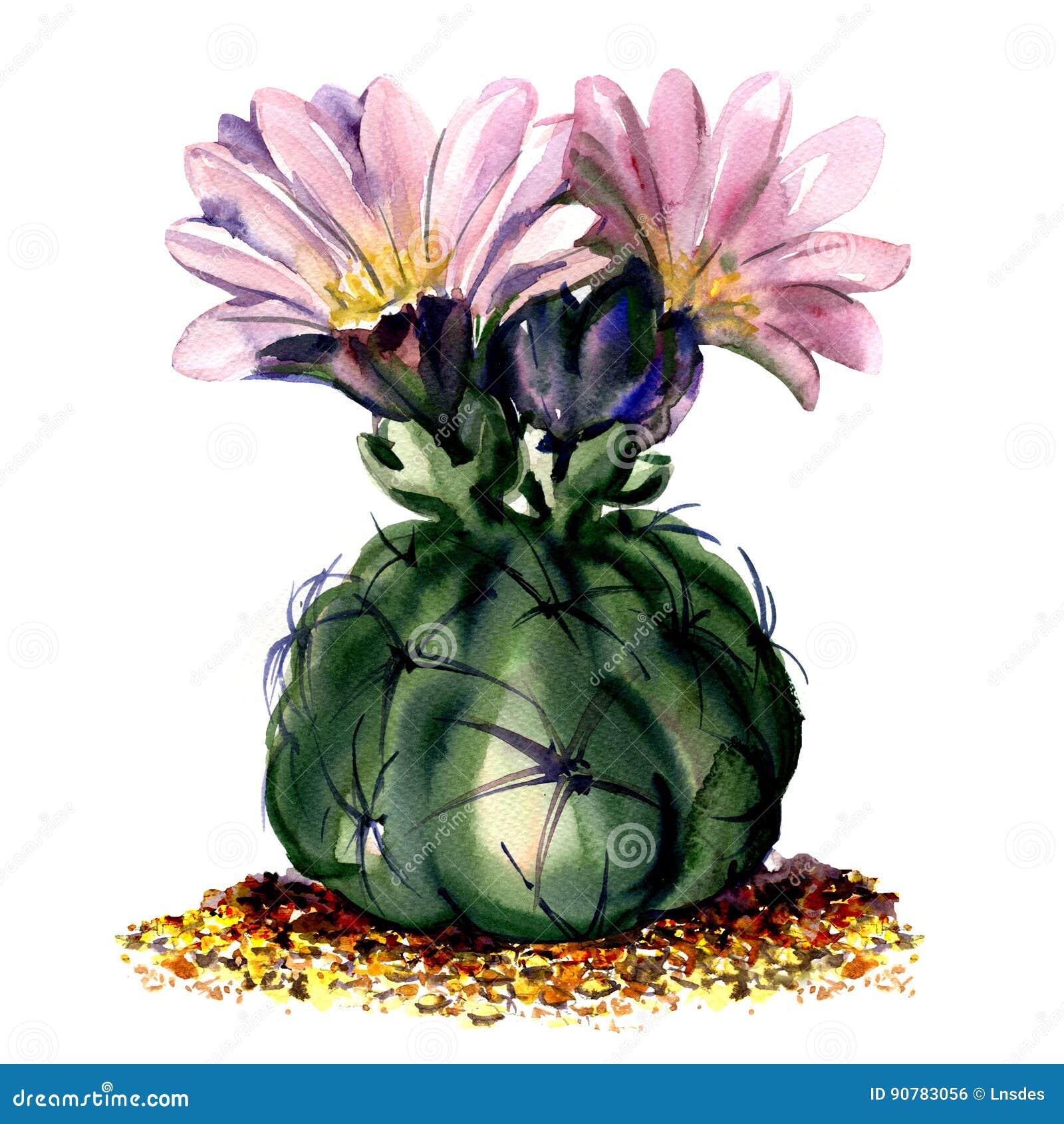 Round Cactus with Pink Flower Stock Vector - Illustration of