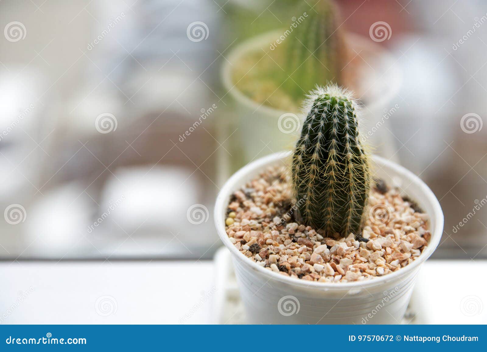 Cactus Place on Window in Office Stock Photo Image of work, creative 97570672