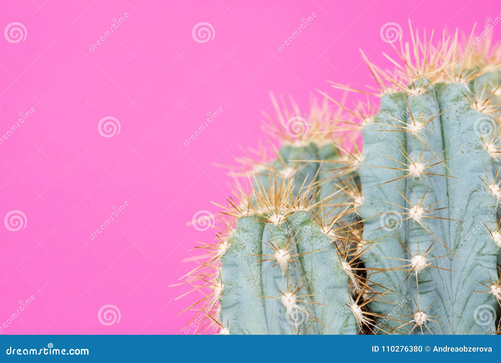 cactus plant close up. trendy pastel coloured minimal background with cactus.