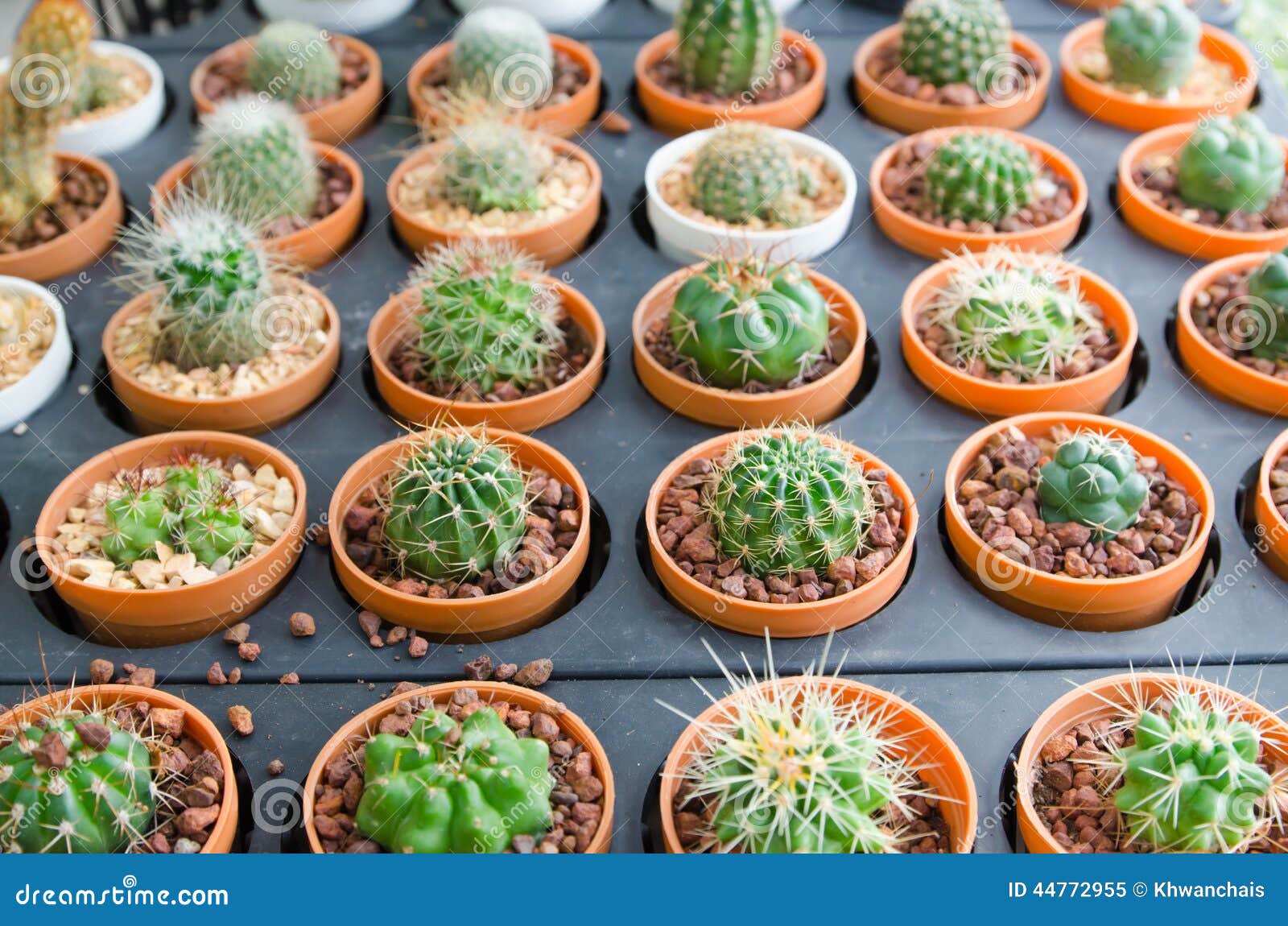 Cactus plant in flower pot stock image. Image of flower 44772955