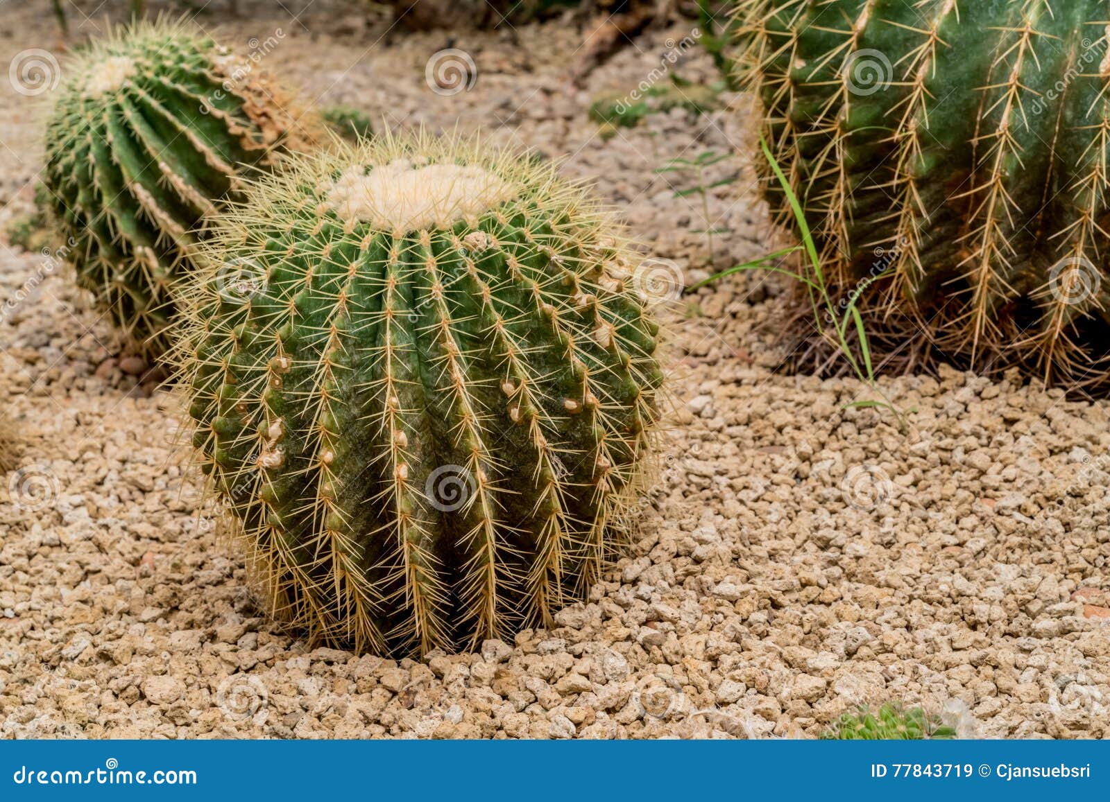 Cactus plant on gravel stock image. Image of plant, decoration 77843719