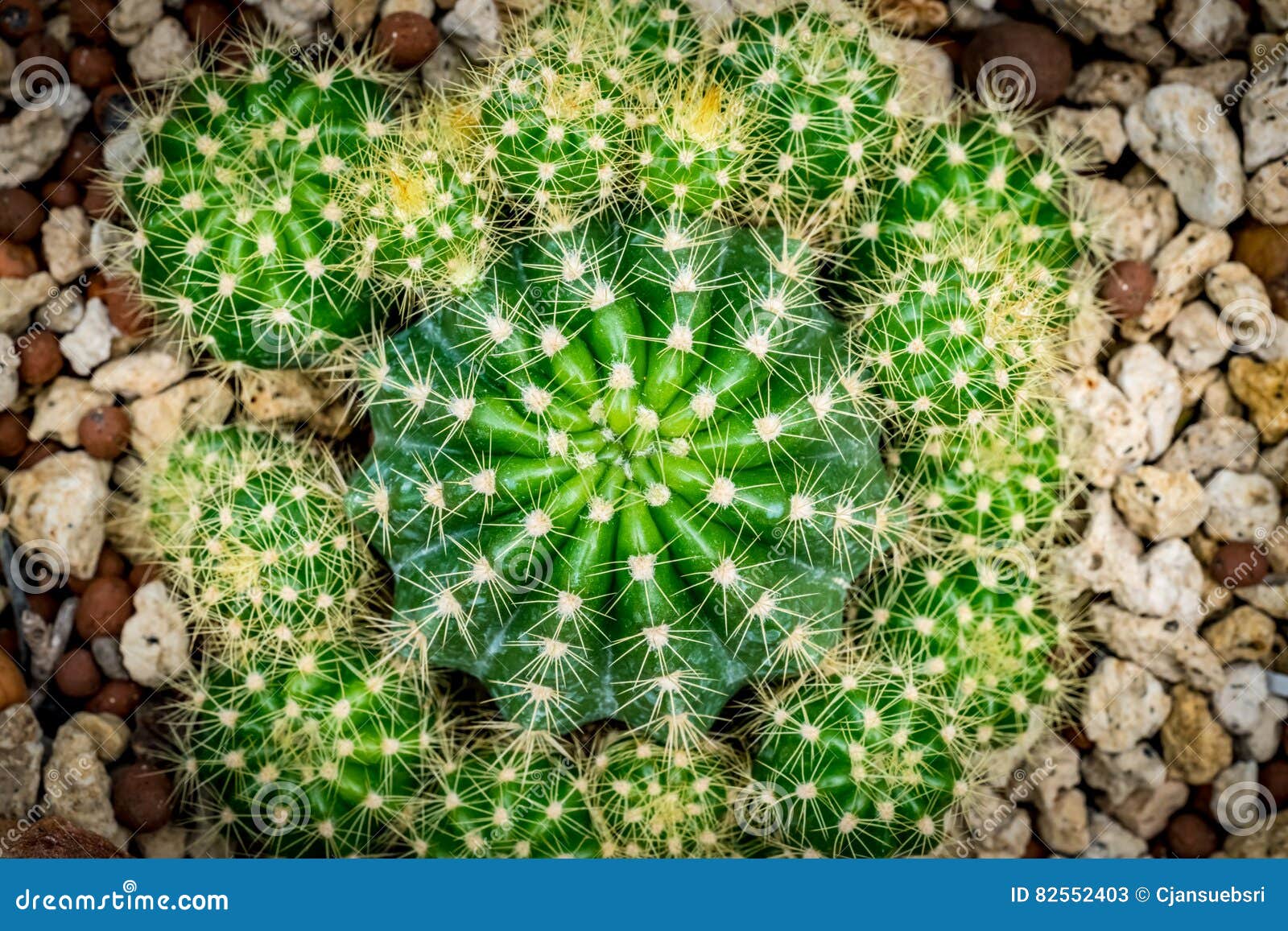 Cactus plant on gravel stock image. Image of nature, home 82552403