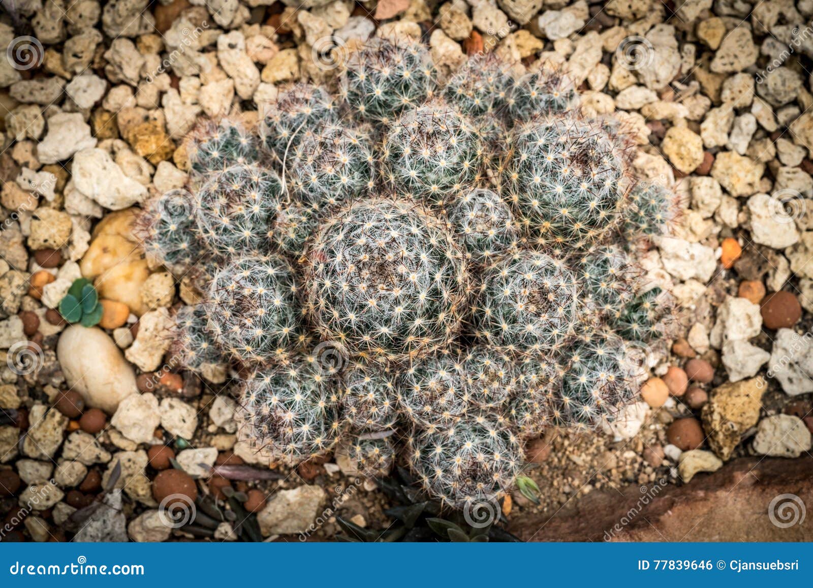 Cactus plant on gravel stock photo. Image of beauty, plant 77839646