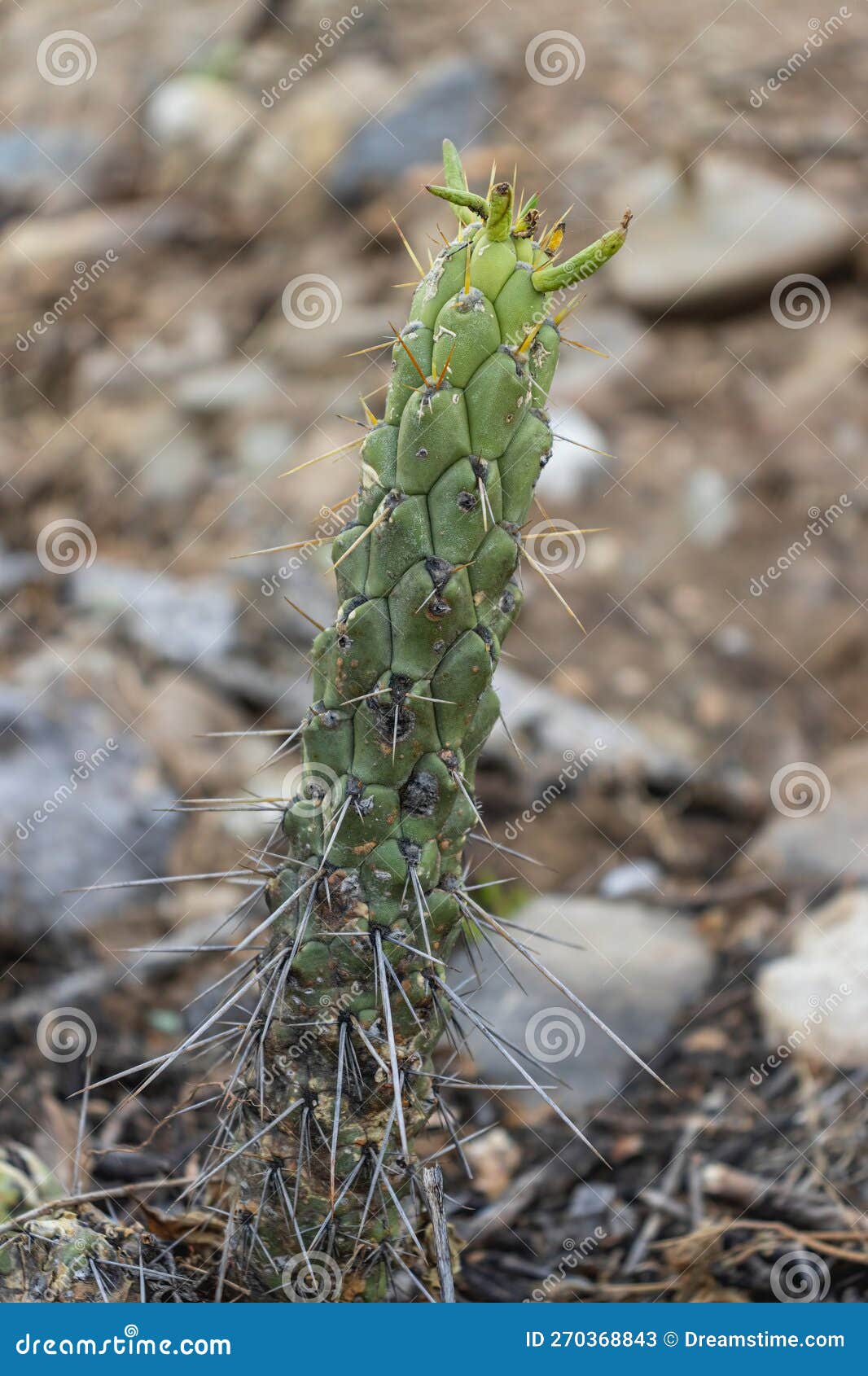 cactus plant known as palo de espinas or as species opuntia cylindrica (lam.) dc. belongs to the plant family cactaceae