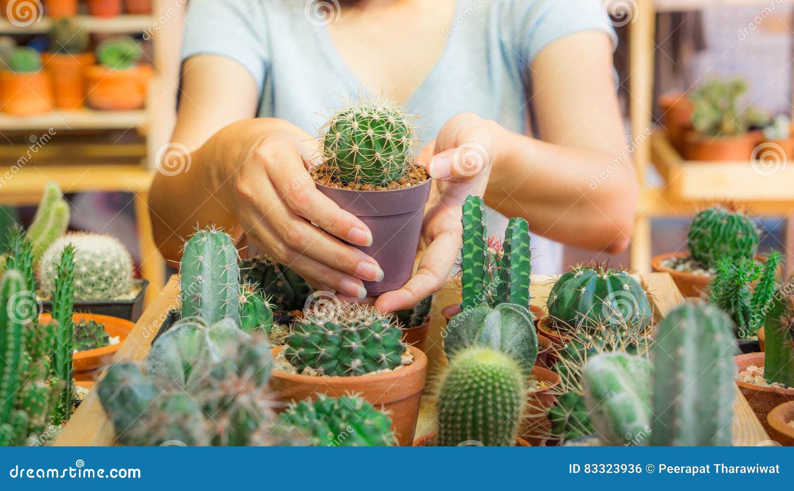 cactus plant and nature concept - cactus holded by hands of woman in glasshouse