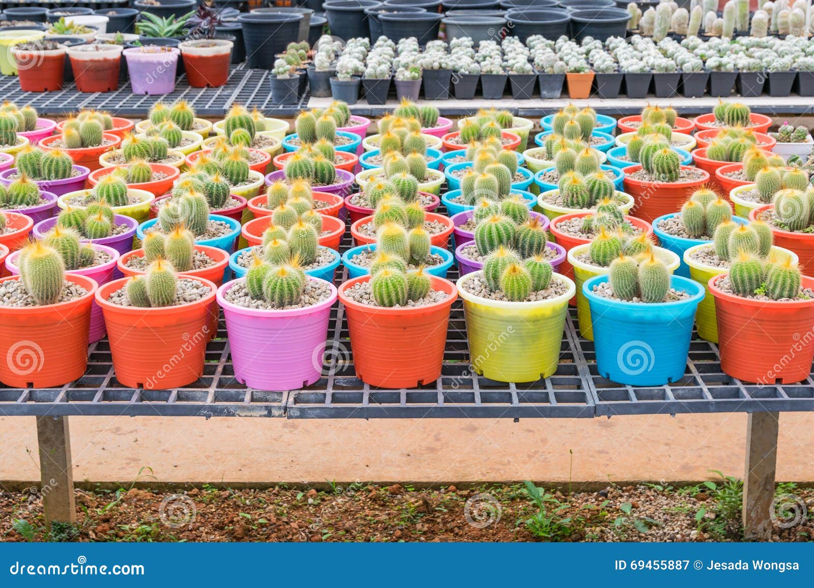 Cactus Plant Nurseries in Farm Stock Image Image of growing, home