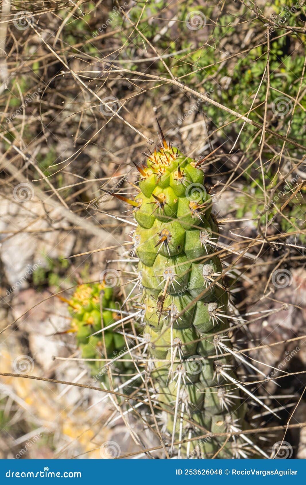 cactus plant palo de espinas, also known as opuntia cylindrica (lam.) dc. species
