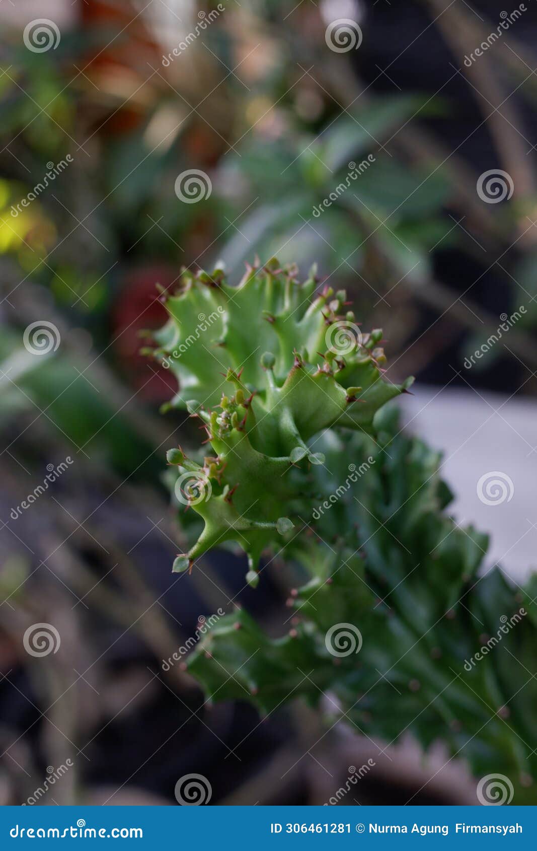 a cactus euphorbia lactea plant