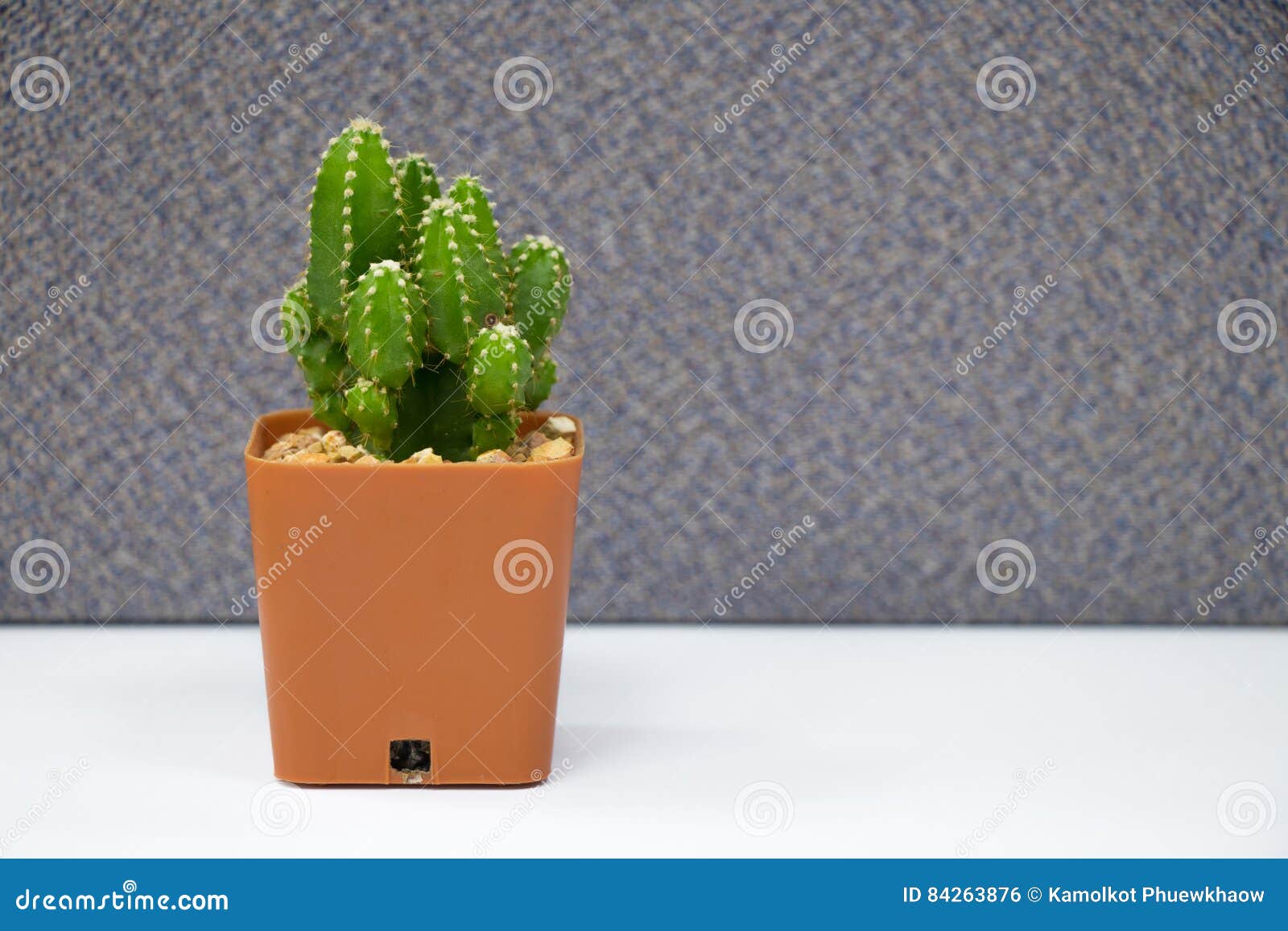 Cactus Plant on Table in Office Stock Photo Image of botanical, cute