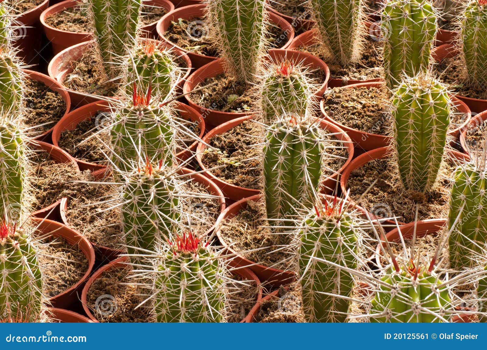 Cactus plantation stock image. Image of agriculture, cultivate 20125561