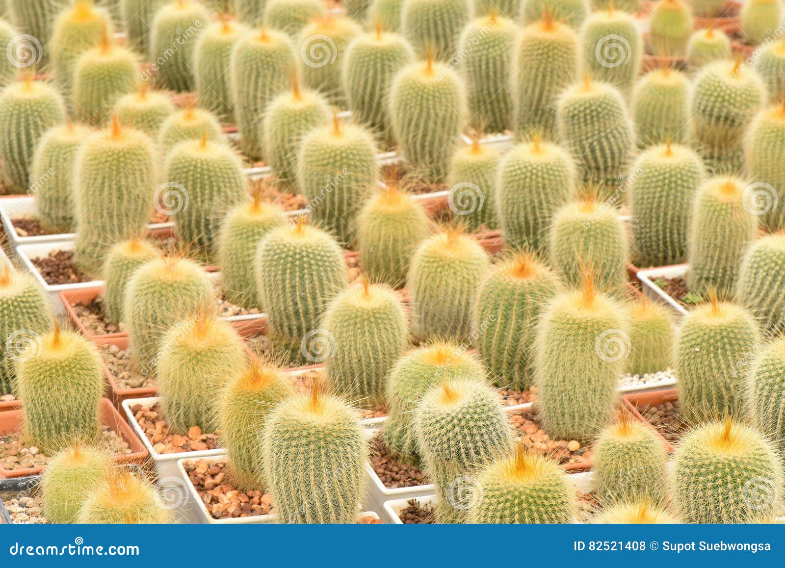 Cactus Plantation in Nursery Stock Photo Image of garden, exotic