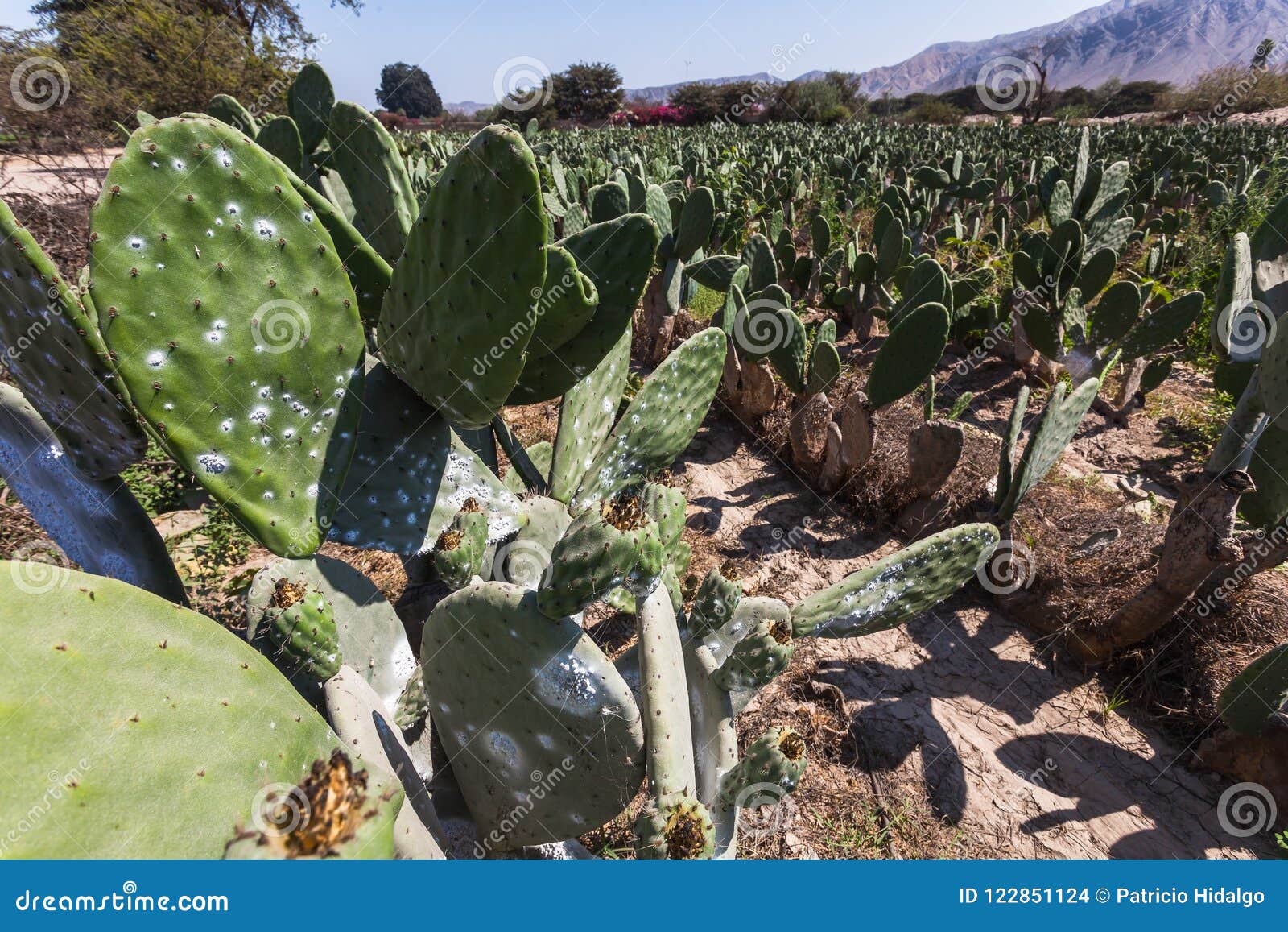 cactus plantation to raise the cochineal