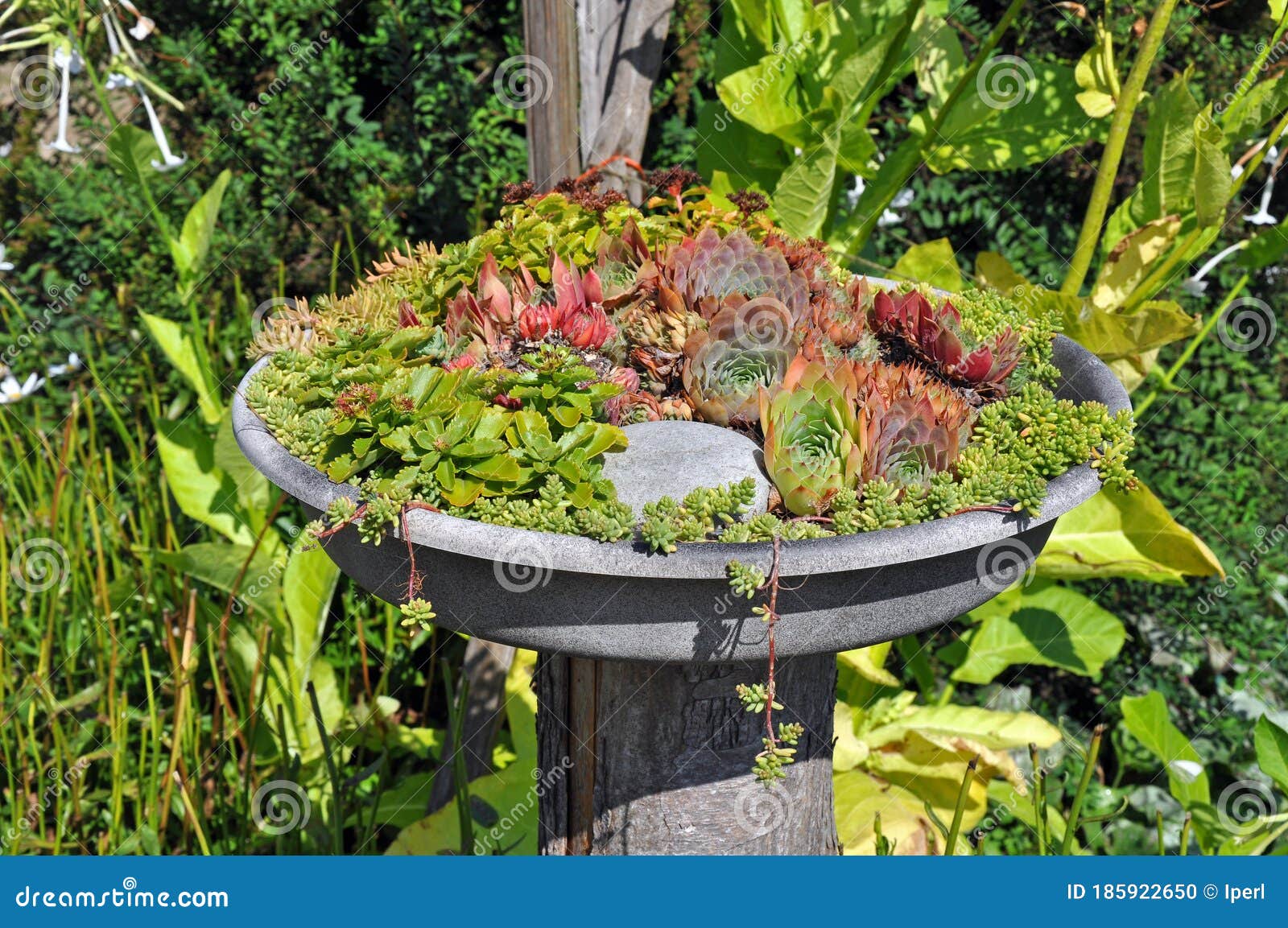 Cactus birdbath planter stock photo. Image of plants 185922650