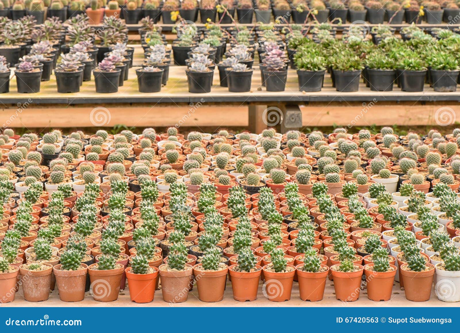 Cactus stock image. Image of green, flowers, farm, exotic 67420563