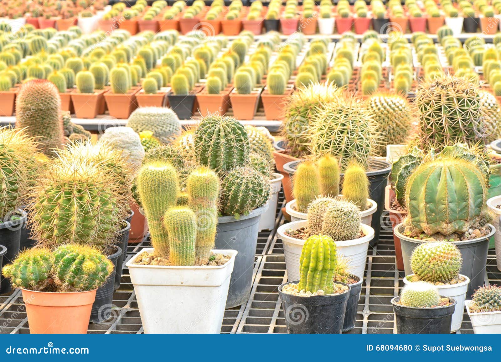 Cactus Plants Inside Nursery Stock Photo Image of ornamental, desert