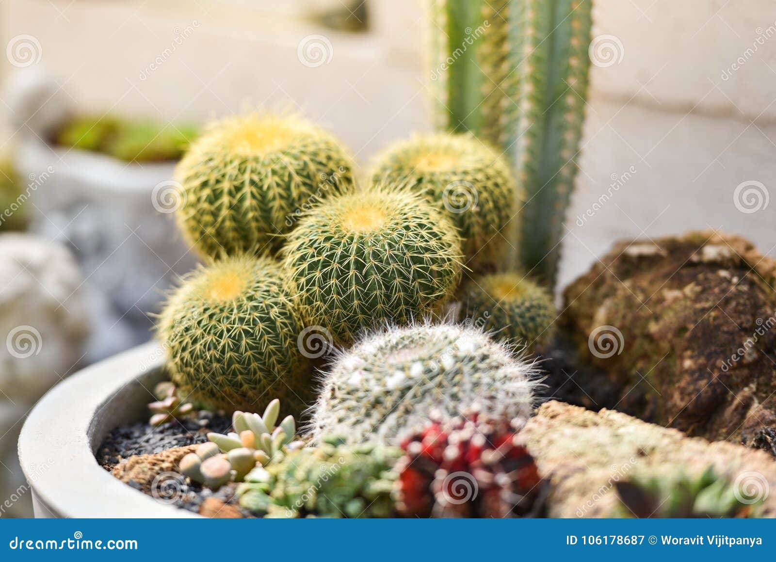 Cactus Plants nursery stock image. Image of ground, living 106178687