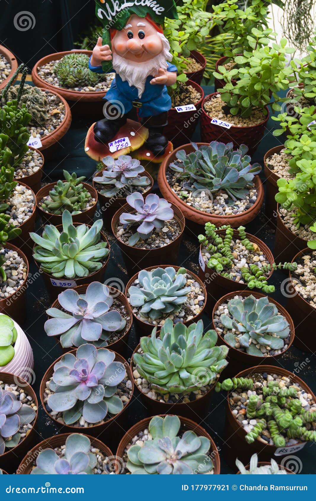 Cactus plants for sale stock image. Image of growth 177977921