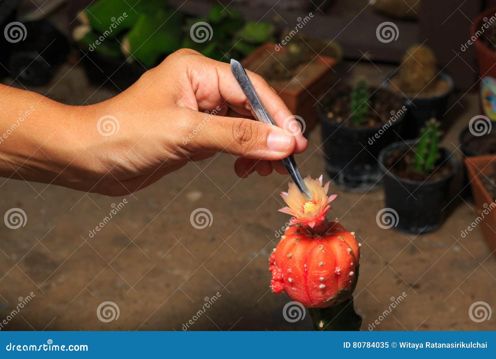 Cactus pollination stock image. Image of indoor, medicinal 80784035