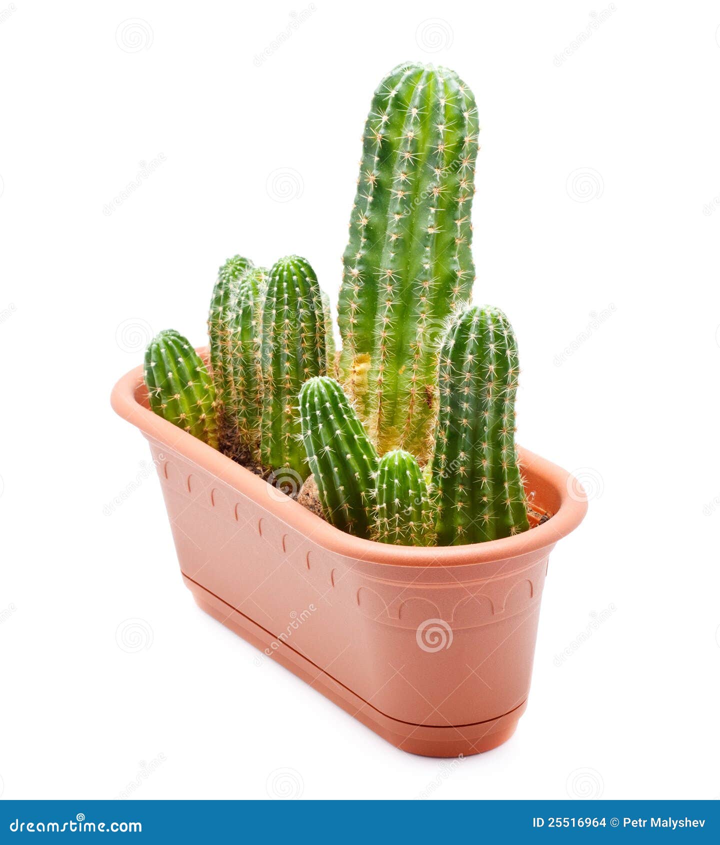 Cactus Pot stock photo. Image of nature, green, ehinopsis 25516964