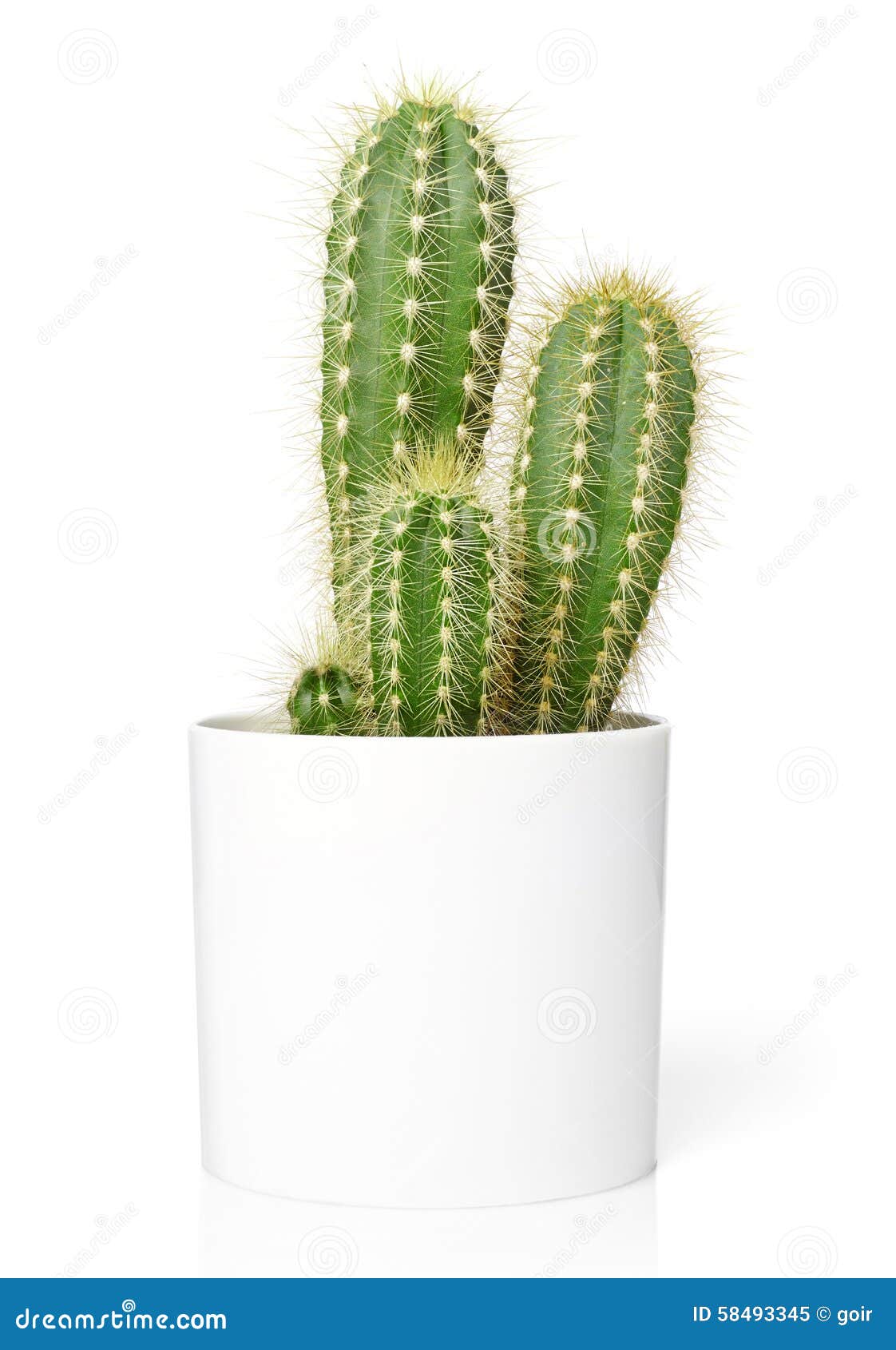 Cactus Pot: ilustrações stock 436615756, Shutterstock
