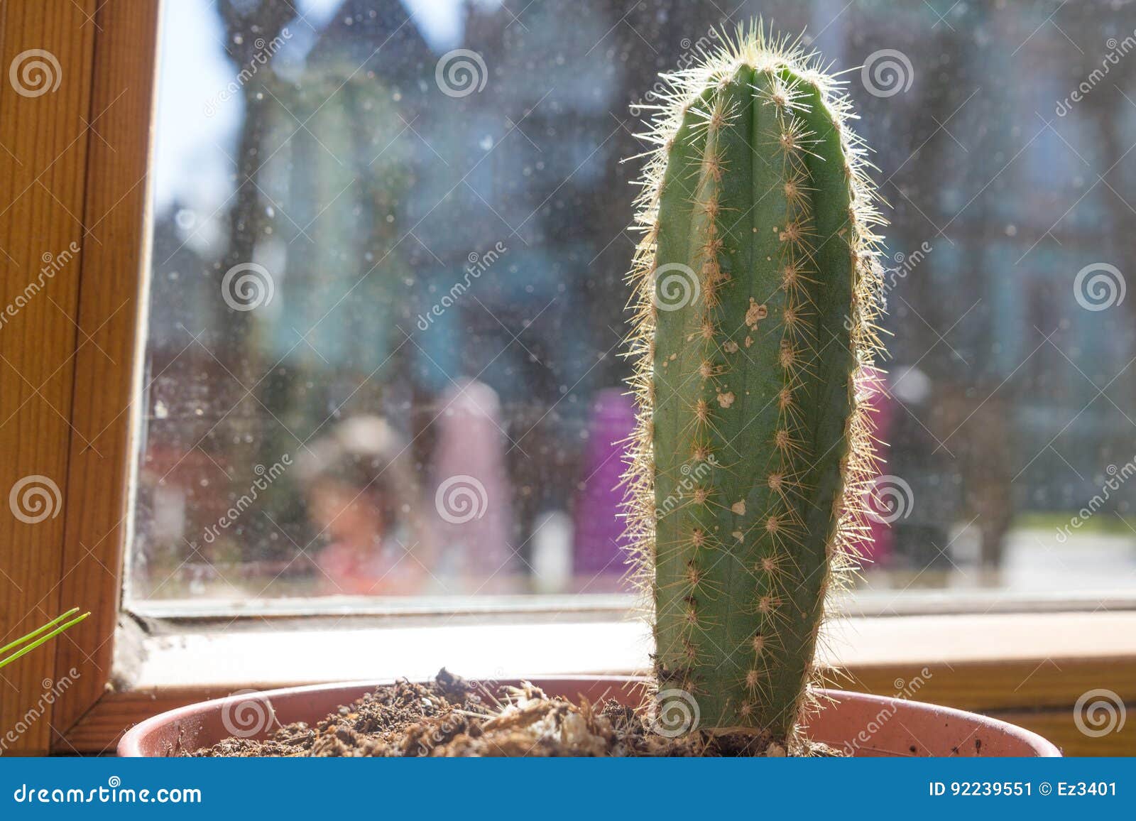 Cactus in a Pot Near the Window. Stock Image Image of plant, botany