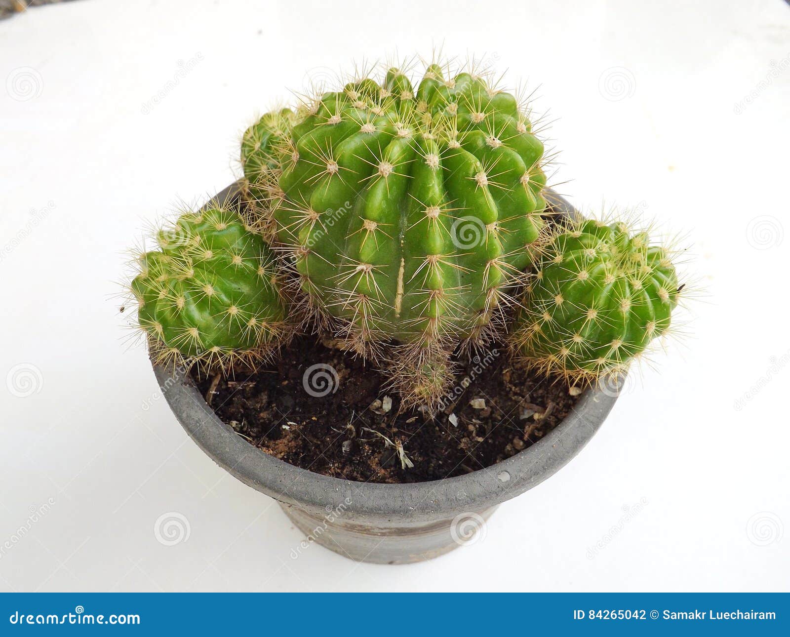 Cactus Pot: ilustrações stock 436615756, Shutterstock