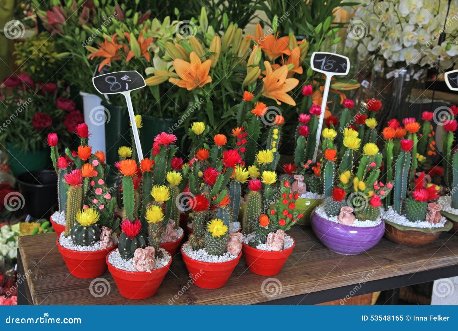 Cactus in Pots in Flower Shop Stock Image Image of macro, shop 53548165
