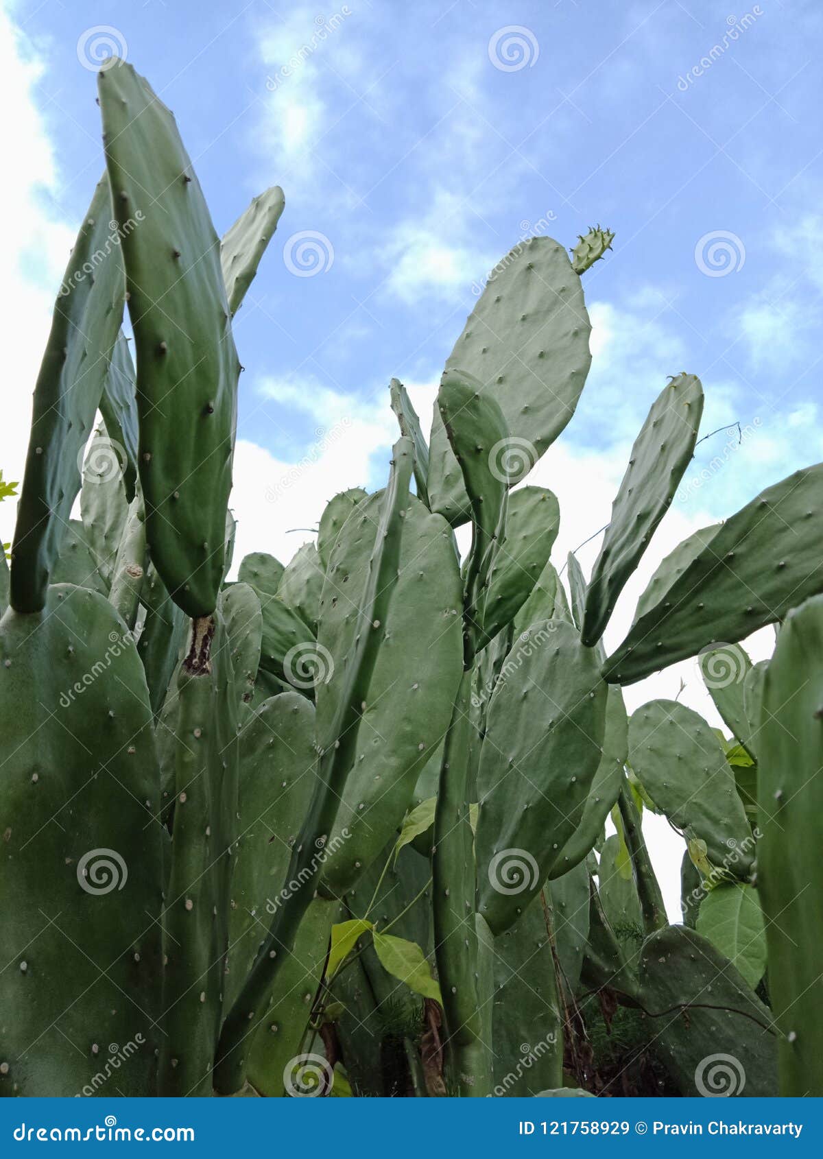 Cactus or Prickly Pear with Clouds and Sky. Nature Background Wallpaper,  Stock Image - Image of curve, circle: 121758929