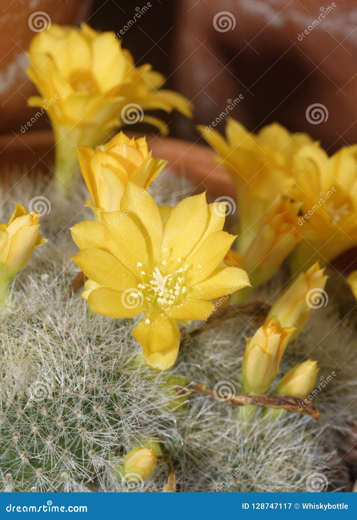 cactus - rebutia minuscula
