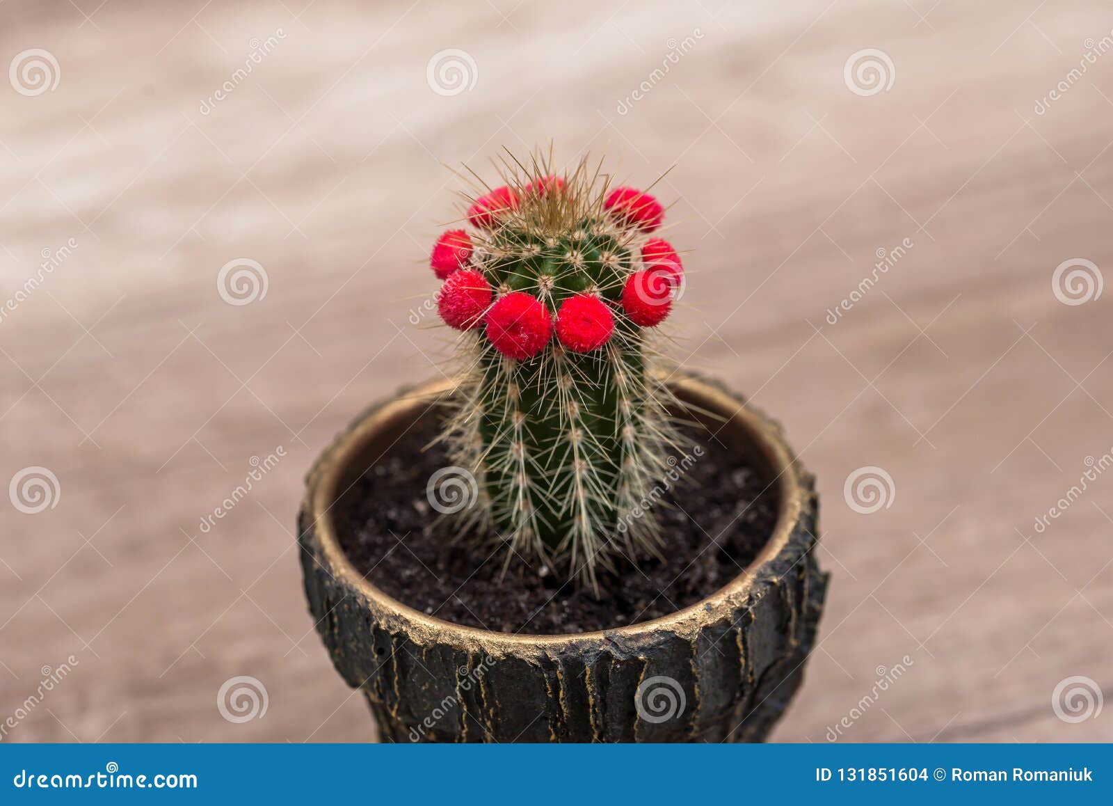 Cactus With A Red Flower On Desk Stock Photo Image Of Flowers