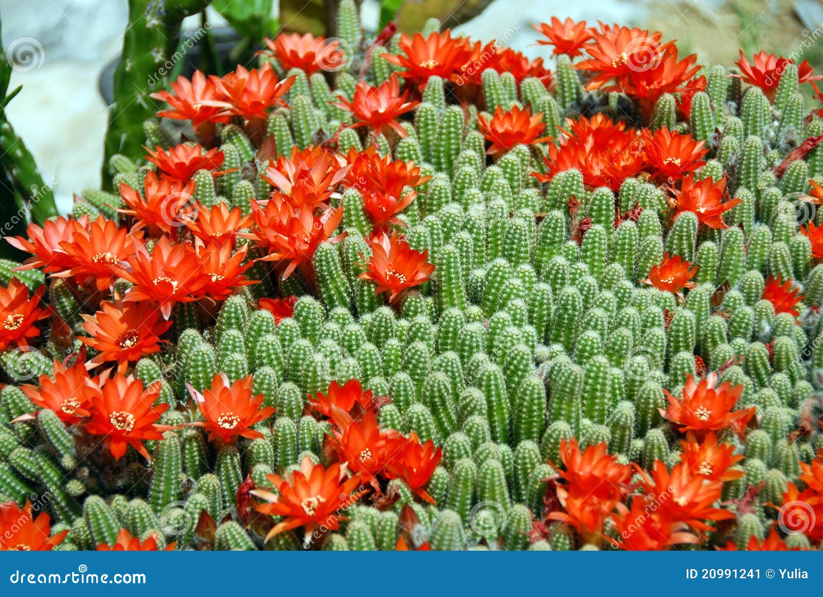 cactus red flowers