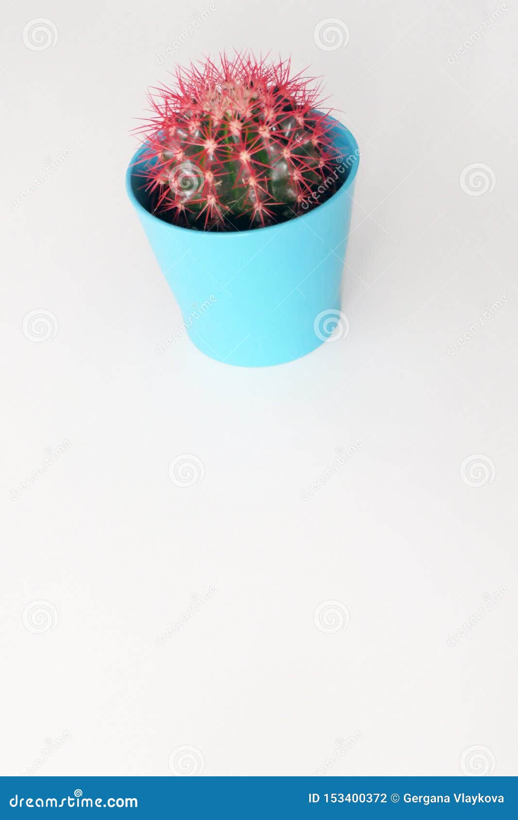 Cactus with Red Thorns in a Blue Flower Pot Stock Photo Image of