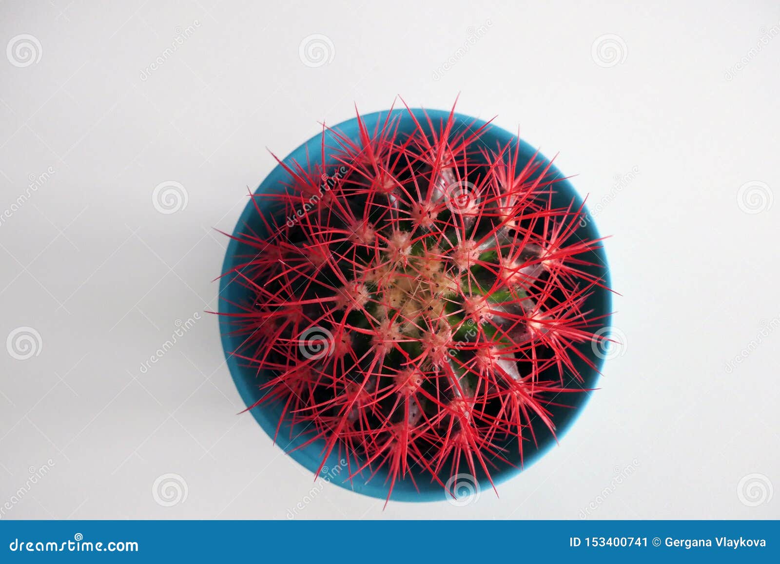 Cactus with Red Thorns in a Blue Flower Pot Stock Image Image of