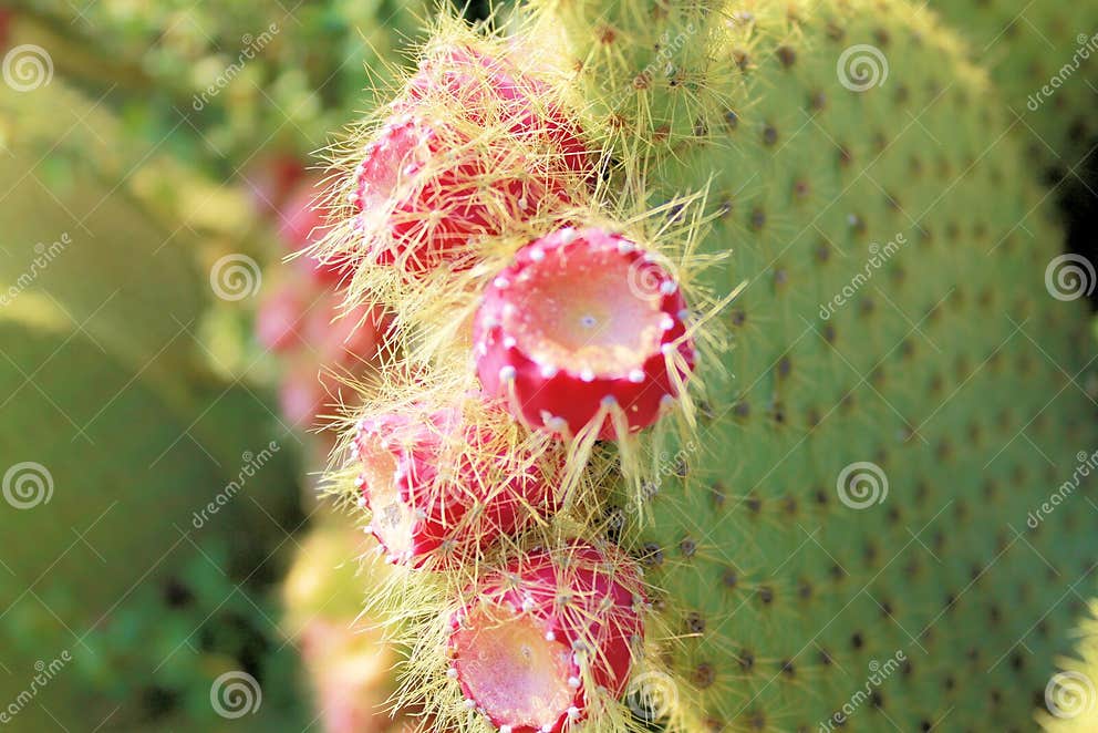 Cactus stock photo. Image of organic, nutrition, opuntia 48500848