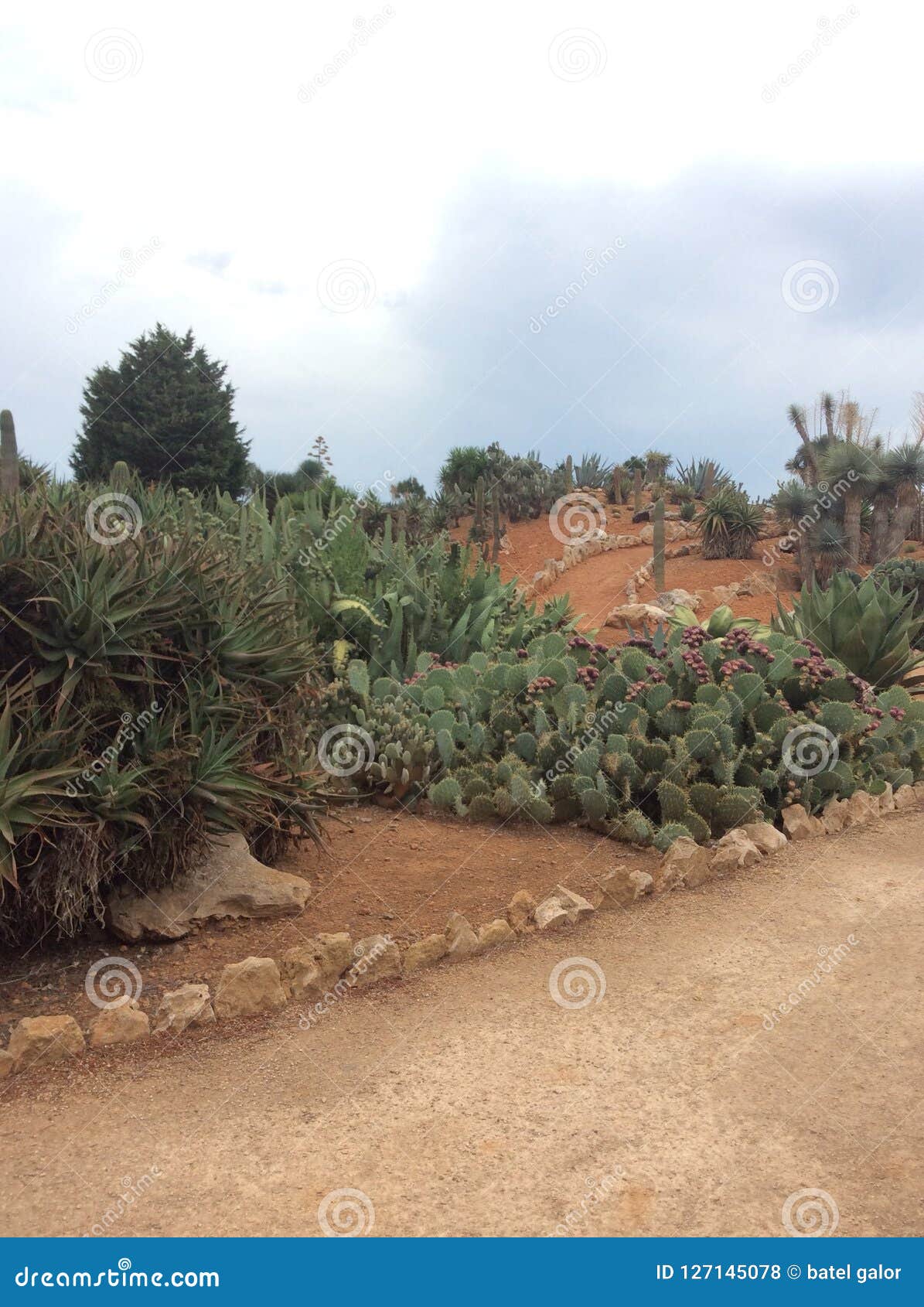 Cactus road garden stock photo. Image of garden, road 127145078